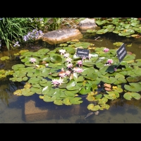 Nympheas - Esmeralda (Obt. Latour-Marliac 1912) (01)